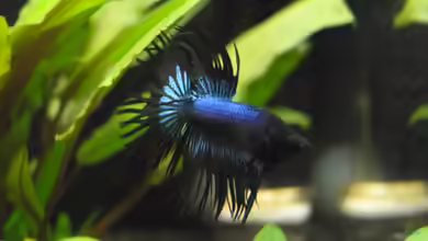 Indonesian Fighter von Markus96