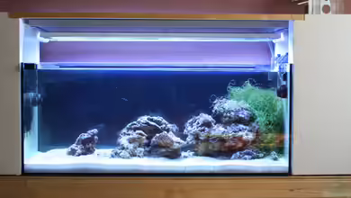 Indopazifik BackUp von milestone