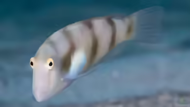 Iniistius aneitensis im Aquarium halten