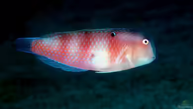 Iniistius dea im Aquarium halten