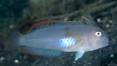 Iniistius melanopus im Aquarium halten