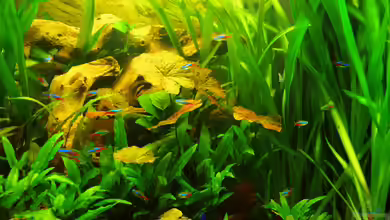 Innesi-Paradise von Herr H.