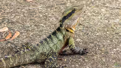 Intellagama lesueurii im Terrarium halten