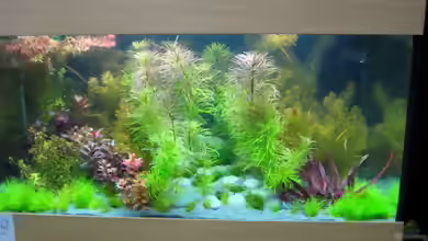 Internationaler Wettbewerb ´Planted Aquarium´