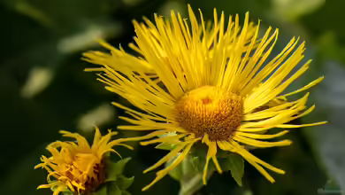 Inula ensifolia im Garten pflanzen