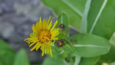 Inula helenium im Garten pflanzen