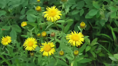 Inula salicina im Garten pflanzen