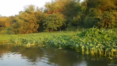 Ipomoea aquatica am Gartenteich