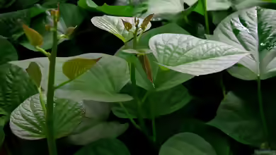 Ipomoea batatas im Garten pflanzen