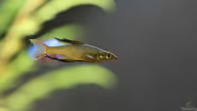 Iriatherina werneri im Aquarium halten
