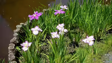 Iris ensata am Gartenteich