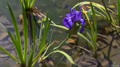 Iris laevigata am Gartenteich