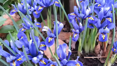 Iris reticulata im Garten pflanzen