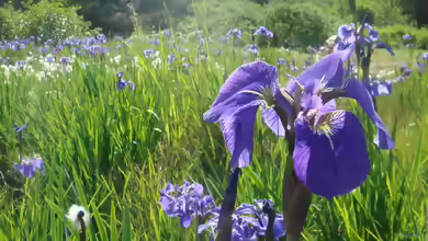 Iris setosa am Gartenteich