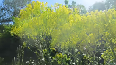 Isatis tinctoria im Garten pflanzen
