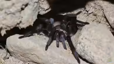Ischnocolus jickelii im Terrarium halten