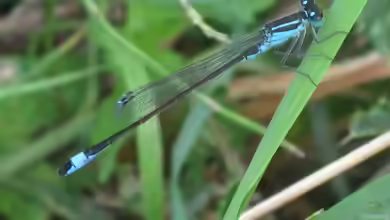 Ischnura elegans im Aquarium halten