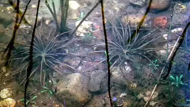 Isoetes lacustris im Gartenteich pflegen