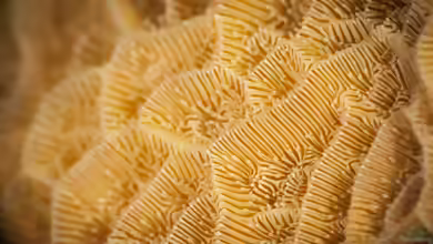 Isophyllia rigida im Aquarium halten