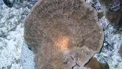 Isopora crateriformis im Aquarium halten