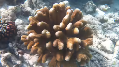 Isopora palifera im Aquarium halten