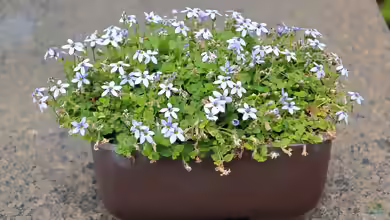 Isotoma fluviatilis am Gartenteich pflanzen