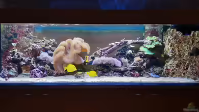 Ist ein Aquarium ein Stromfresser? - Stromverbrauch, Kosten & Tipps zum Sparen