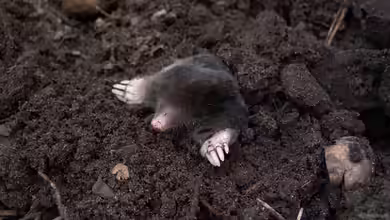 Ist ein Maulwurf schädlich für den Garten?
