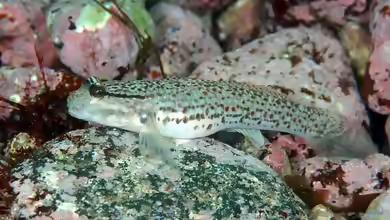 Istigobius campbelli im Aquarium halten