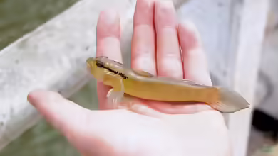 Istigobius diadema im Aquarium halten
