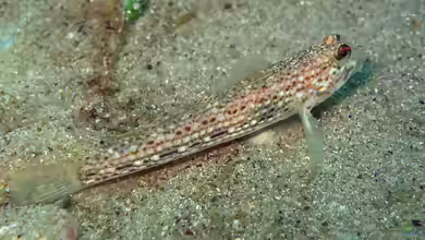 Istigobius hoesei im Aquarium halten