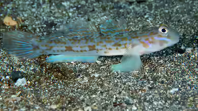 Istigobius hoshinonis im Aquarium halten