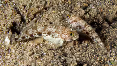 Istigobius nigroocellatus im Aquarium halten