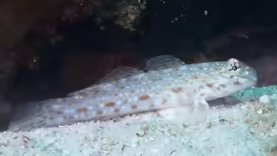 Istigobius rigilius im Aquarium halten