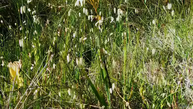 Ixia paniculata im Garten pflanzen