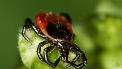 Ixodes ricinus im Garten