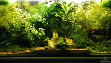 Jīvana - Nur noch Beispiel von bergfrau