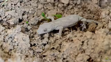 Japanischer Hausgecko - Gekko japonicus: Haltung, Lebensraum und Pflege im Terrarium