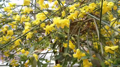 Jasminum mesnyi im Garten pflanzen