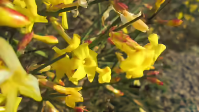 Jasminum nudiflorum im Garten pflanzen