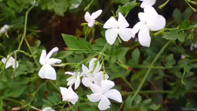 Jasminum officinale im Garten pflanzen