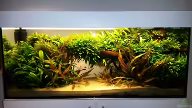 Java Dschungel von Tom Kiri