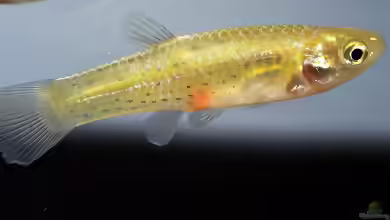 Jenynsia multidentata im Aquarium halten