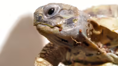 Jetzt ist dann mal Ruhe: Winterschlaf bei Terrariumtieren