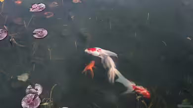 Jetzt ist Pflanzzeit im Gartenteich