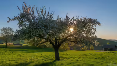 Jetzt pflanzen, später ernten - warum der Herbst die beste Zeit für viele Obstbäume ist