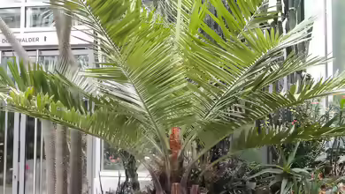 Jubaea chilensis im Garten pflanzen