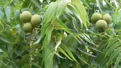 Juglans nigra im Garten pflanzen