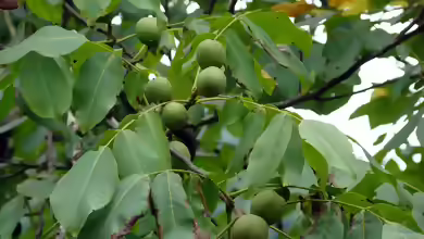 Juglans regia im Garten pflanzen