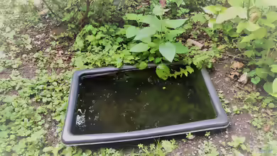 Juhuu! Bergmolch-Larven in der 110 Liter Teichwanne
